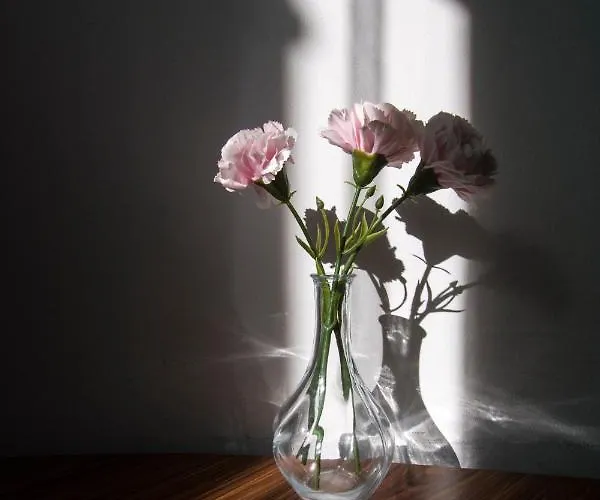 Lion - Laba クラクフ